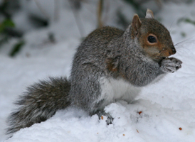 Eastern Gray Squirrel